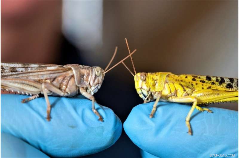 Scientists Discover Sex-Linked Gene Driving Color Change in Locusts