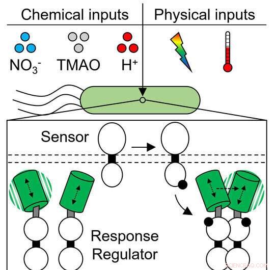 Illuminating Rapid Dynamics of Pathogenic Signaling Pathways