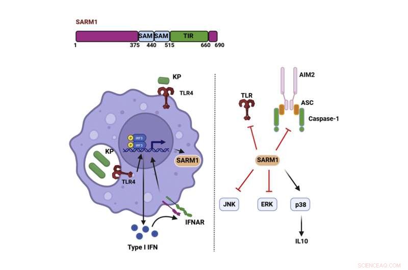 How Antibiotic‑Resistant Microbes Evade the Body’s Immune Defense