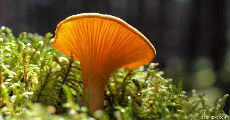 Mushrooms: The Keystone Species Shaping Earth’s Ecosystems