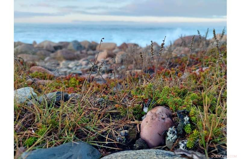 Mushrooms: The Keystone Species Shaping Earth’s Ecosystems