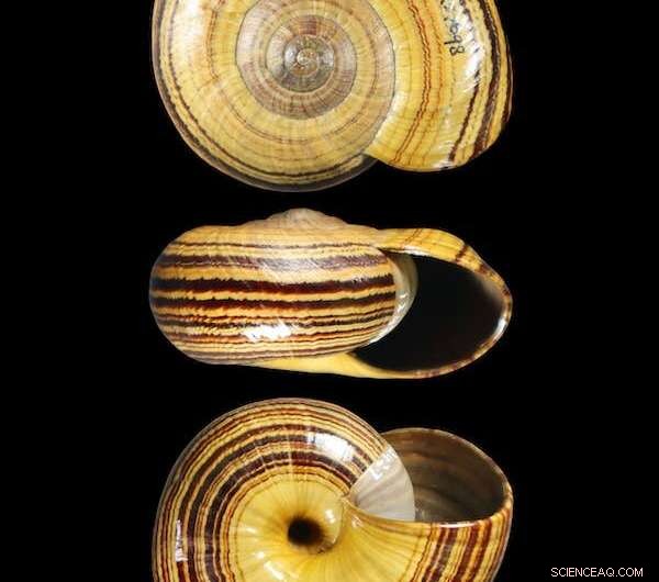 Decoding Evolution: How Empty Mollusc Shells Reveal Genetic Secrets of Extinct Species