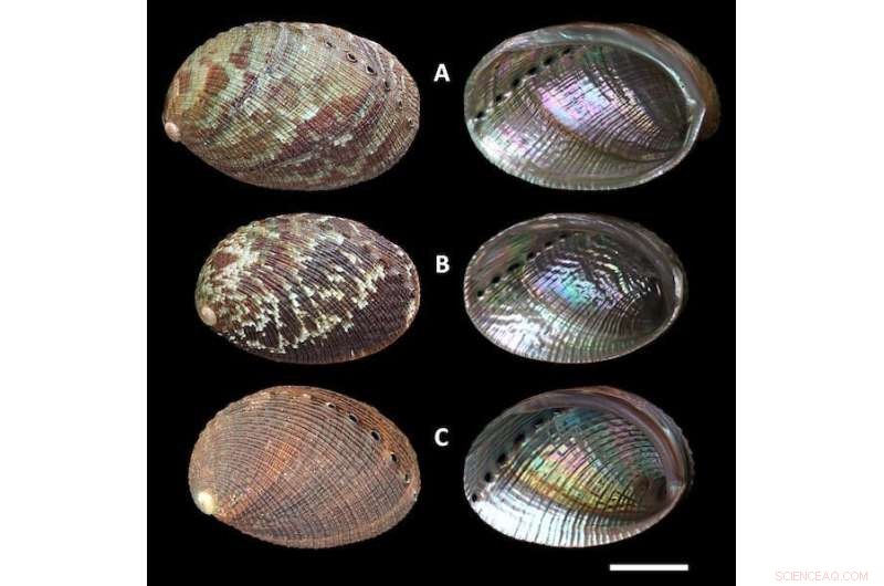 Decoding Evolution: How Empty Mollusc Shells Reveal Genetic Secrets of Extinct Species
