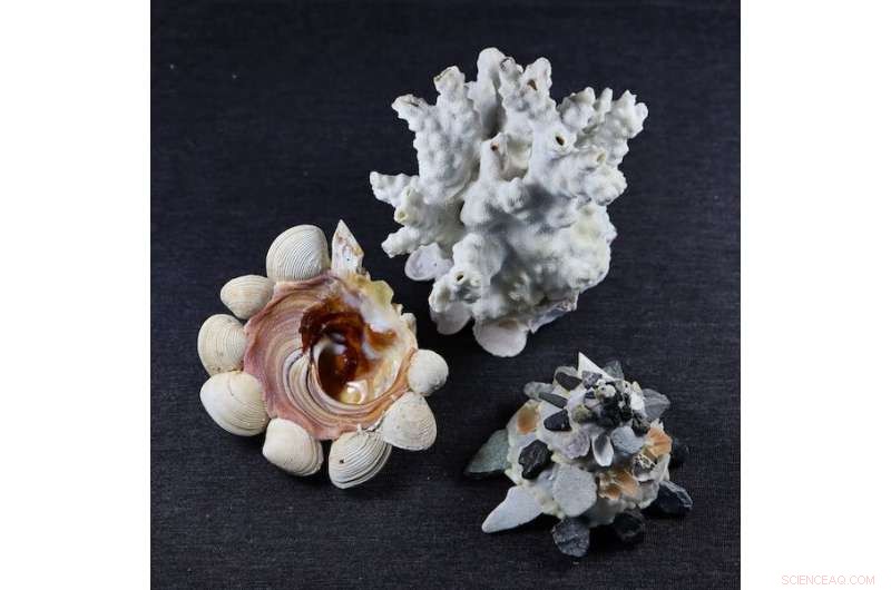 Decoding Evolution: How Empty Mollusc Shells Reveal Genetic Secrets of Extinct Species