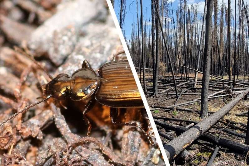 Fire-Adapted Beetles Thrive in Post-Wildfire Habitats, According to USask Study