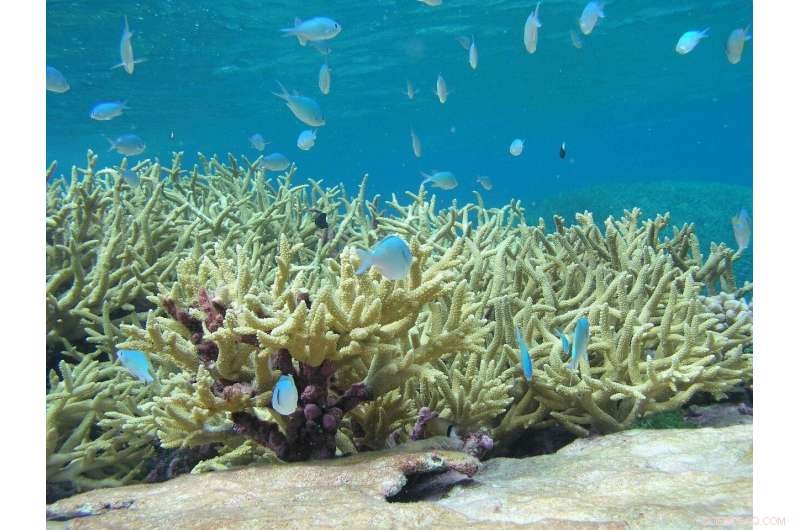 Scientists Develop Hardier Staghorn Coral to Protect Miami’s Reefs