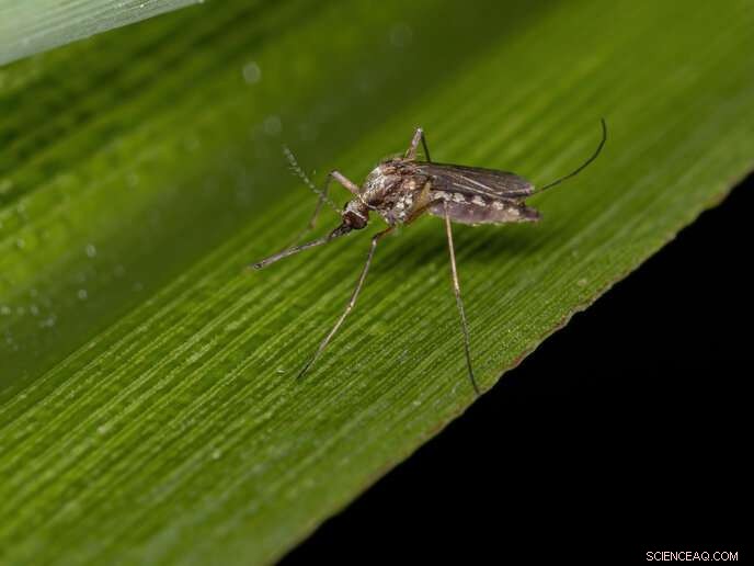 How Ordinary Citizens Are Tackling the Global Threat of Mosquito-Borne Diseases