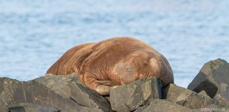 The Controversy Behind Mercy Killing of Wild Animals