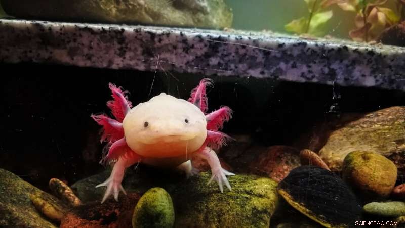 Axolotl Salamander: Key to Unlocking Human Limb Regeneration