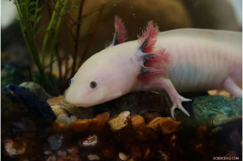 Axolotl Salamander: Key to Unlocking Human Limb Regeneration