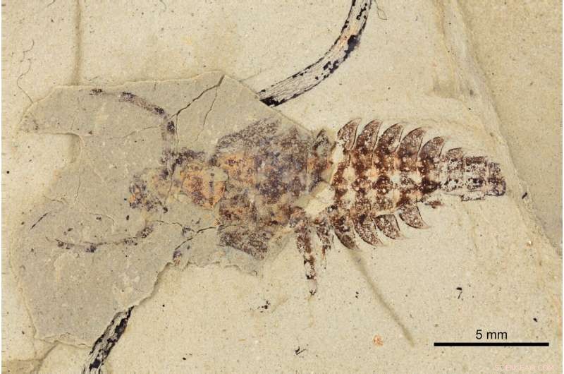 245-Million-Year-Old Mayfly Fossils Reveal Early Development of Aquatic Insect Filter Feeding