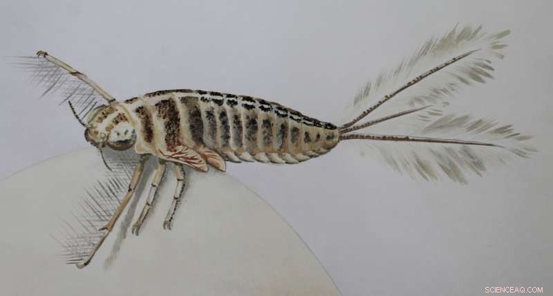 245-Million-Year-Old Mayfly Fossils Reveal Early Development of Aquatic Insect Filter Feeding