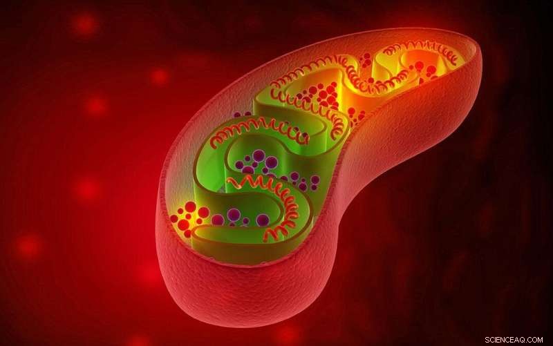 Groundbreaking Mouse Model Created to Study Mitochondrial tRNA^Leu Mutation