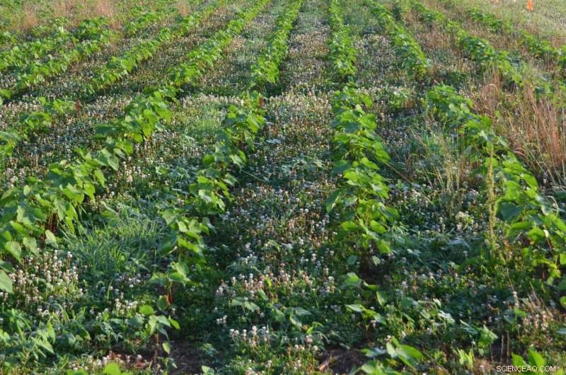 Single‑Species Cover Crop Outperforms Mixed Selections in Weed Control, Study Finds