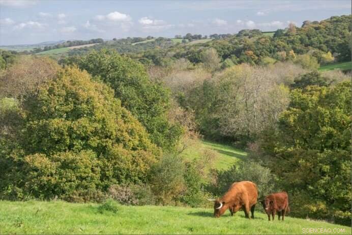 UK Beef Farmers Target Net‑Zero, Yet Practical & Financial Barriers Hinder Progress