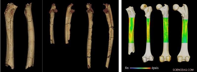 Sahelanthropus tchadensis: Confirmed Bipedalism in the Earliest Human Ancestor
