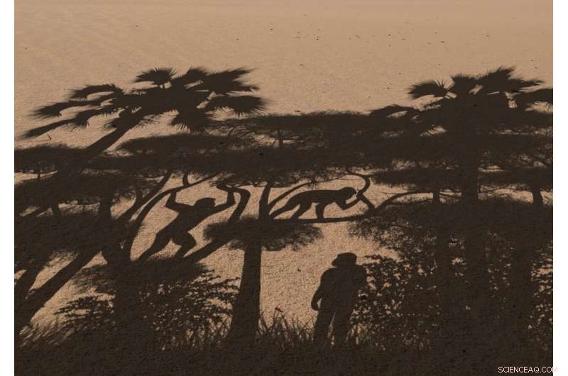 Sahelanthropus tchadensis: Confirmed Bipedalism in the Earliest Human Ancestor