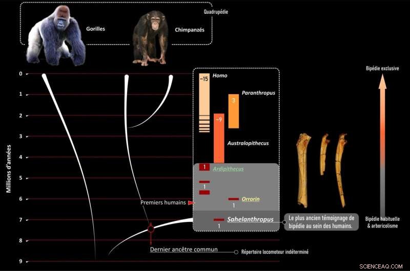 Sahelanthropus tchadensis: Confirmed Bipedalism in the Earliest Human Ancestor