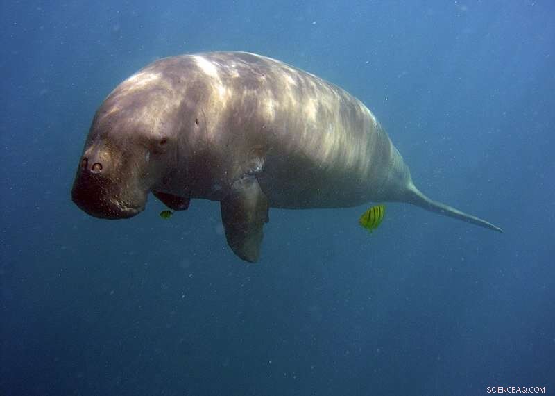 Study Finds Dugongs Likely Functionally Extinct in China