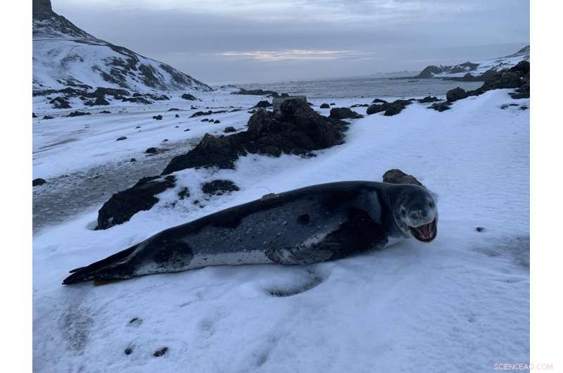 New Baseline Study Reveals Insight into Antarctic Leopard Seal Predators