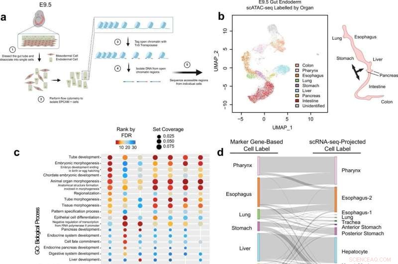 New Insight into Organ Development Offers Hope for Cancer Treatment