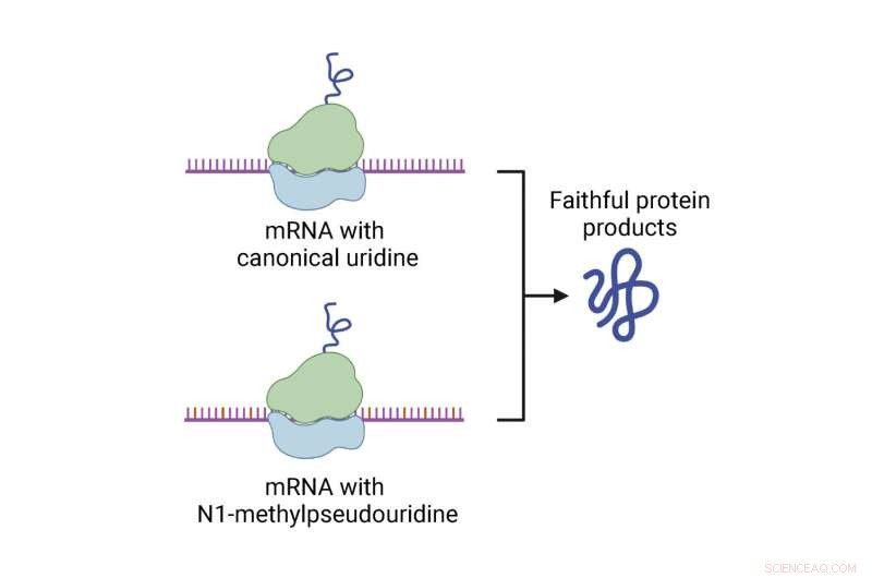 Modified Nucleotides in COVID‑19 mRNA Vaccines Function as Intended, Confirming Their Efficacy