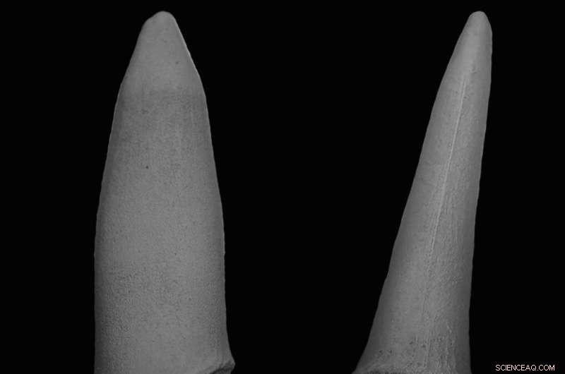 New Evidence: Sawfish Fossils Reveal Teeth Evolved from Body Scales
