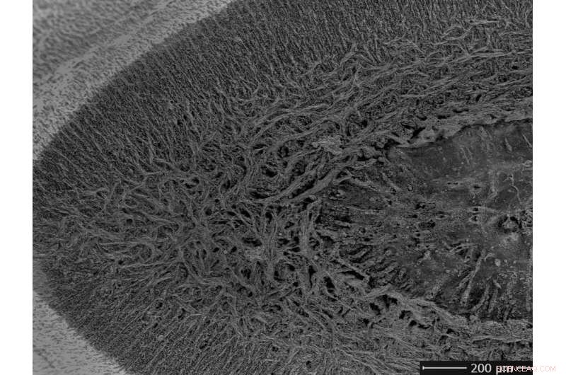 New Evidence: Sawfish Fossils Reveal Teeth Evolved from Body Scales