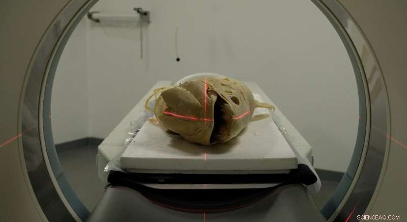 Radiology Unveils Denmark’s Only Coelacanth, an Ancient Fish Species