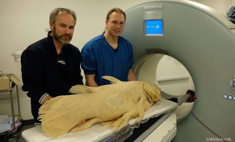 Radiology Unveils Denmark’s Only Coelacanth, an Ancient Fish Species