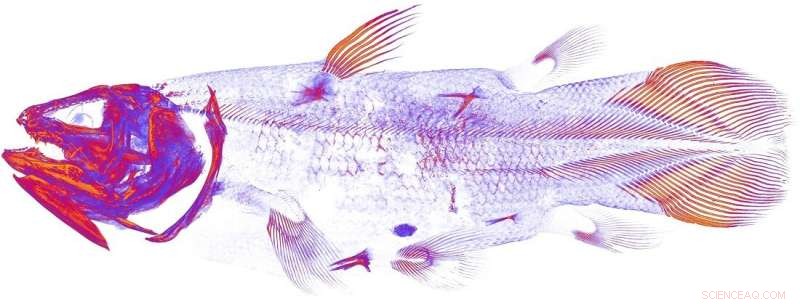 Radiology Unveils Denmark’s Only Coelacanth, an Ancient Fish Species