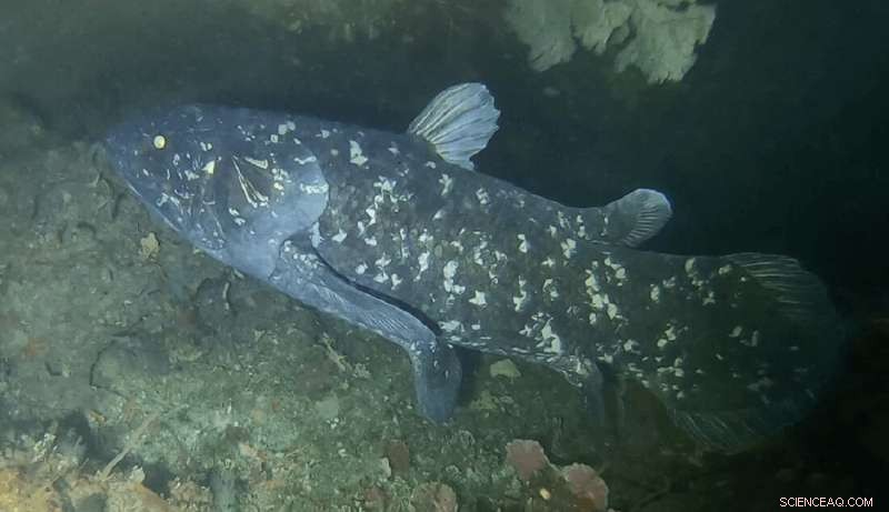 Radiology Unveils Denmark’s Only Coelacanth, an Ancient Fish Species