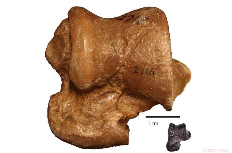 New 30-Million-Year-Old Amphibious Beaver Fossil Sets Record for Earliest Known Semi-Aquatic Species