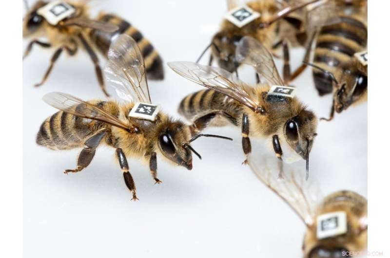 Honeybees: Microbiome Drives Ultra-Connected Colony Life