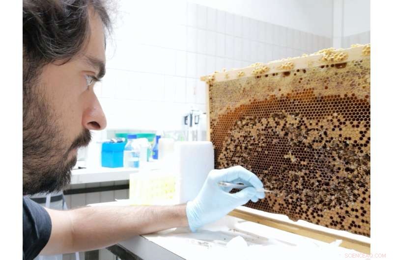 Honeybees: Microbiome Drives Ultra-Connected Colony Life