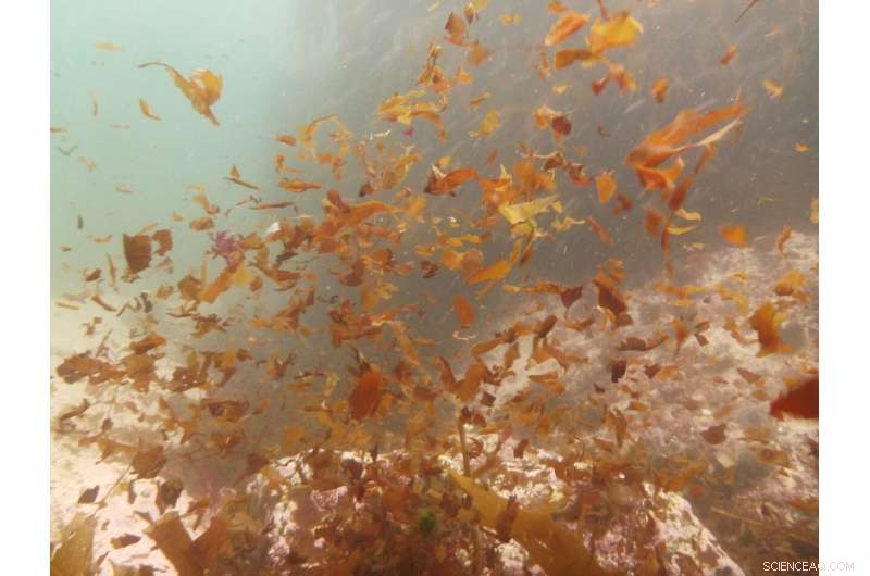 Climate Change Threatens Kelp Forests  Carbon‑Sequestering Capacity