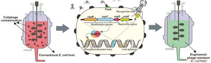Engineering Phage‑Resistant E. coli to Prevent Fermentation Failures