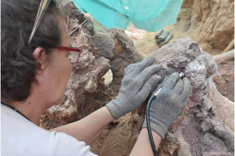 Potential Discovery of Europe s Largest Dinosaur Skeleton in Portugal