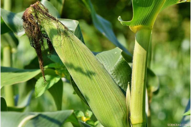 Sorghum Flavonoids Effectively Kill Fall Armyworm on Corn, Offering New Crop Protection
