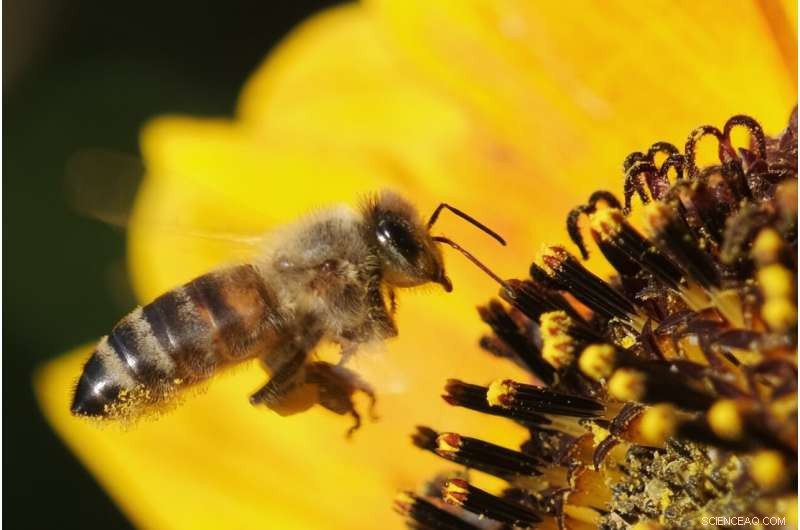 Discovery of Varroa Mite Virus Brings New Hope for Honey Bee Survival