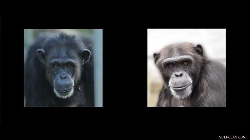 Oxytocin s Role in Human Group Dynamics: Insights from Comparative Primatology