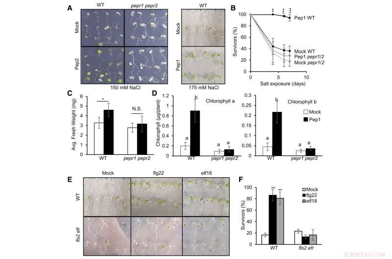 New Study Shows Plants Adapt Immune Systems to Environmental Stressors