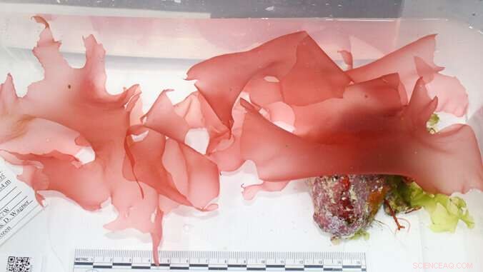 Four Newly Discovered Hawaiian Red Algae Receive Traditional Names