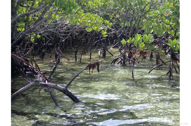 Mapping Rhizophora stylosa Propagule Journeys Across Southern Japan’s Coastal Currents