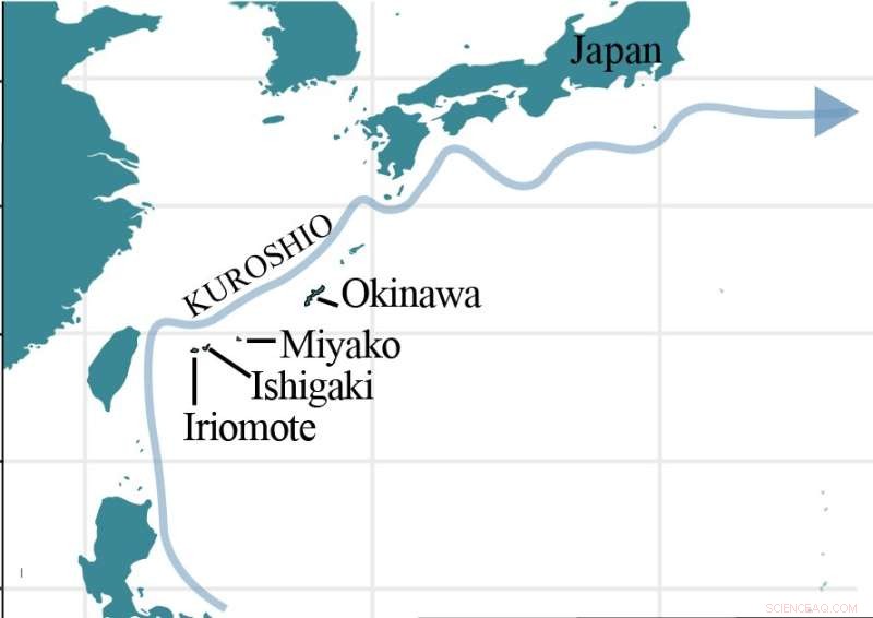 Mapping Rhizophora stylosa Propagule Journeys Across Southern Japan’s Coastal Currents