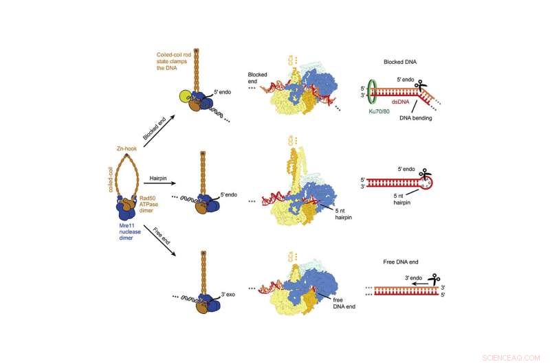 Unveiling the Structural Basis of DNA Repair Mechanisms
