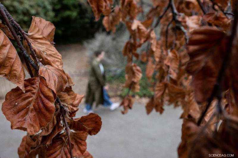 UK Heatwave Triggers Early  False Autumn : Trees Shed Leaves Ahead of Schedule
