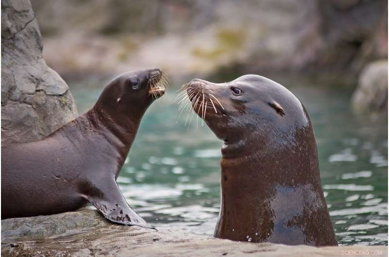 Ventura County Coast Sees Rise in Sick Sea Lions Due to Plankton Toxin