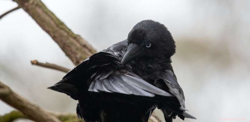Discover Your Garden Trees  Spring Ravens Nesting Habits