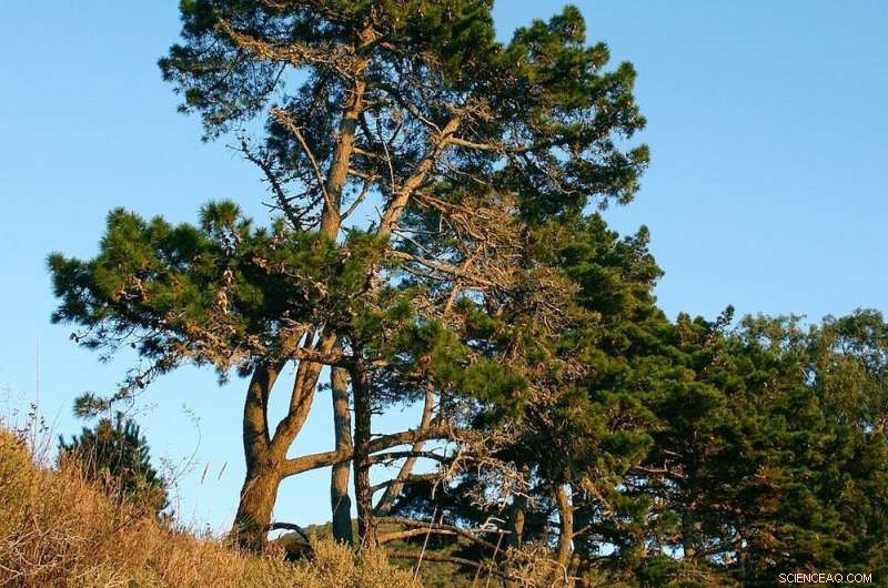 Discover Your Garden Trees  Spring Ravens Nesting Habits